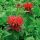 Méhbalzsam – Monarda 'Fireball'