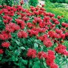 Méhbalzsam – Monarda 'Fireball'