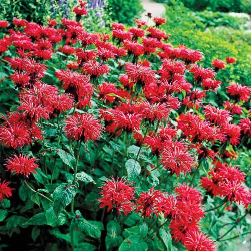 Méhbalzsam – Monarda 'Fireball'