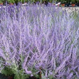 Sudárzsálya – Perovskia atriplicifolia 