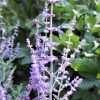 Sudárzsálya – Perovskia atriplicifolia 