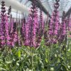 Ligeti zsálya – Salvia nemorosa 'Caramia'