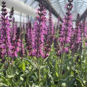 Ligeti zsálya – Salvia nemorosa 'Caramia'