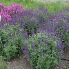 Ligeti zsálya – Salvia nemorosa 'Caramia'