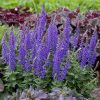 Ligeti zsálya – Salvia nemorosa 'Rianne'