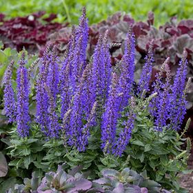 Ligeti zsálya – Salvia nemorosa 'Rianne'
