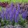 Ligeti zsálya – Salvia nemorosa 'Rianne'