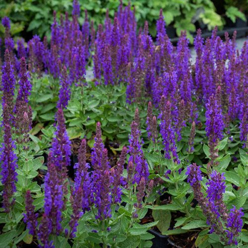 Ligeti zsálya – Salvia nemorosa 'Rianne'