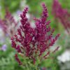 Ligeti zsálya – Salvia nemorosa 'Schwellenburg'