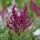 Ligeti zsálya – Salvia nemorosa 'Schwellenburg'