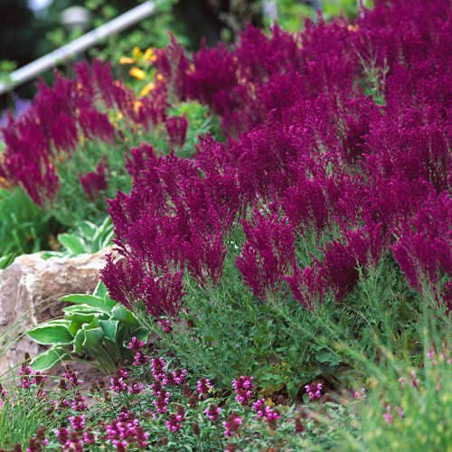 Ligeti zsálya – Salvia nemorosa 'Schwellenburg'