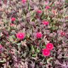 Délvirág – Delosperma Desert Dancers® Red