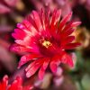 Délvirág – Delosperma Desert Dancers® Red