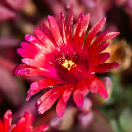 Délvirág – Delosperma Desert Dancers® Red