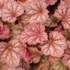 Tűzeső – Heuchera ‘Coralberry’