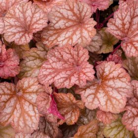 Tűzeső – Heuchera ‘Coralberry’