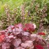 Tűzeső – Heuchera ‘Coralberry’