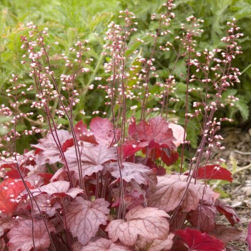 Tűzeső – Heuchera ‘Coralberry’
