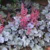 Tűzeső - Heuchera ‘Silverberry’
