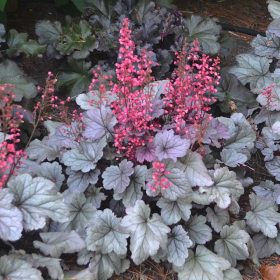 Tűzeső - Heuchera ‘Silverberry’