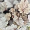 Tűzeső - Heuchera ‘Silverberry’