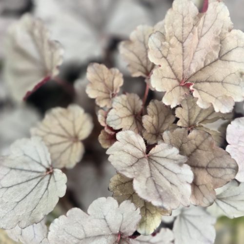 Tűzeső - Heuchera ‘Silverberry’