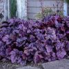 Tűzeső – Heuchera ‘Wildberry’