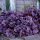 Tűzeső – Heuchera ‘Wildberry’