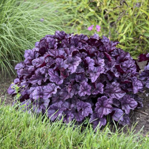 Tűzeső – Heuchera ‘Wildberry’