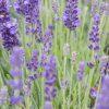 Keskenylevelű levendula – Lavandula angustifolia ‘Lavici Blue Improved’