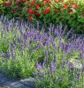 Keskenylevelű levendula – Lavandula angustifolia ‘Lavici Blue Improved’