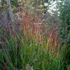 Vesszős köles – Panicum virgatum ‘Shenandoah’