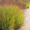 Vesszős köles – Panicum virgatum ‘Shenandoah’
