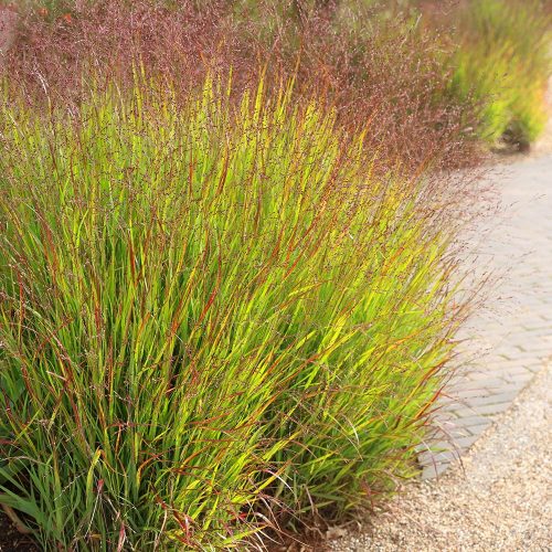 Vesszős köles – Panicum virgatum ‘Shenandoah’