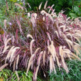 Bordó tollborzfű – Pennisetum advena ‘Rubrum’