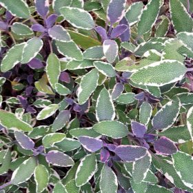   Tarka levelű orvosi zsálya – Salvia officinalis ‘Tricolor’