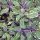 Tarka levelű orvosi zsálya – Salvia officinalis ‘Tricolor’
