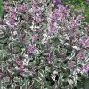 Tarka levelű orvosi zsálya – Salvia officinalis ‘Tricolor’
