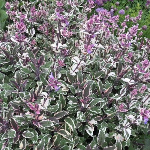 Tarka levelű orvosi zsálya – Salvia officinalis ‘Tricolor’
