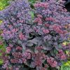 Sötét lombú varjúháj – Sedum ‘Back in Black’