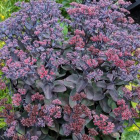 Sötét lombú varjúháj – Sedum ‘Back in Black’