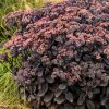Sötét lombú varjúháj – Sedum ‘Back in Black’
