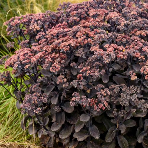 Sötét lombú varjúháj – Sedum ‘Back in Black’