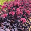 Sötét lombú varjúháj – Sedum Mojave Jewels ‘Sapphire