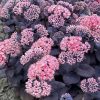 Sötét lombú varjúháj – Sedum Mojave Jewels ‘Sapphire