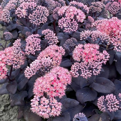 Sötét lombú varjúháj – Sedum Mojave Jewels ‘Sapphire