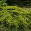 Aranysárga terülő boróka – Juniperus horizontalis 'Golden Carpet'