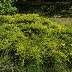   Aranysárga terülő boróka – Juniperus horizontalis 'Golden Carpet'