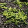Aranysárga terülő boróka – Juniperus horizontalis 'Golden Carpet'