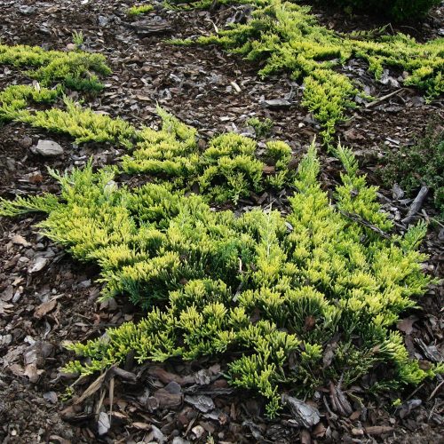 Aranysárga terülő boróka – Juniperus horizontalis 'Golden Carpet'